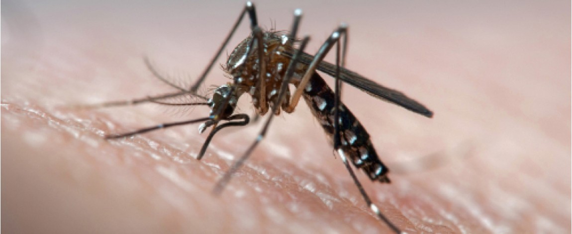 Aedes mosquito