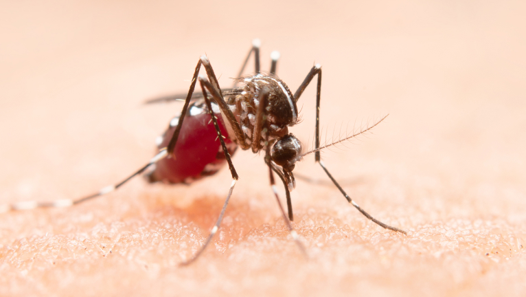 Aedes mosquito closeup view